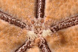 Boxer crab on Sea Star. Mabul Island, Borneo. Was searchi... by Adam Broadbent 